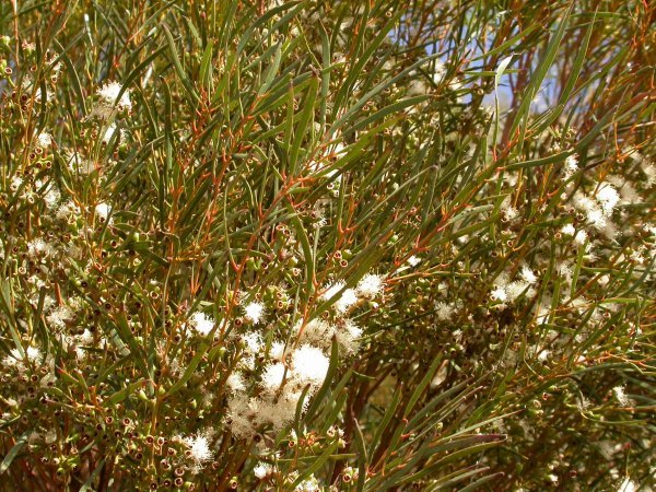 Eucalyptus leptophylla flowers